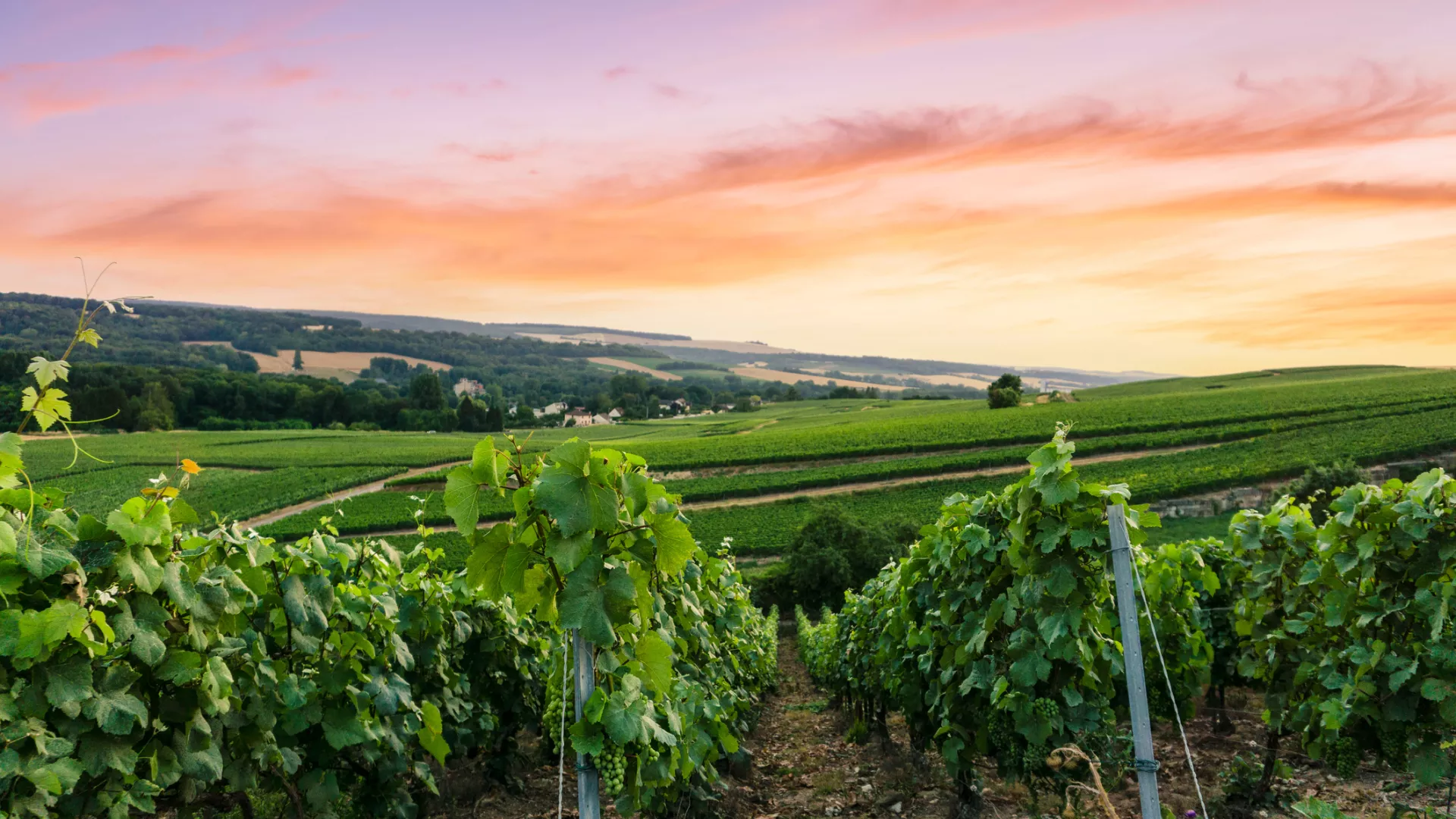 Vignoble de Champagne