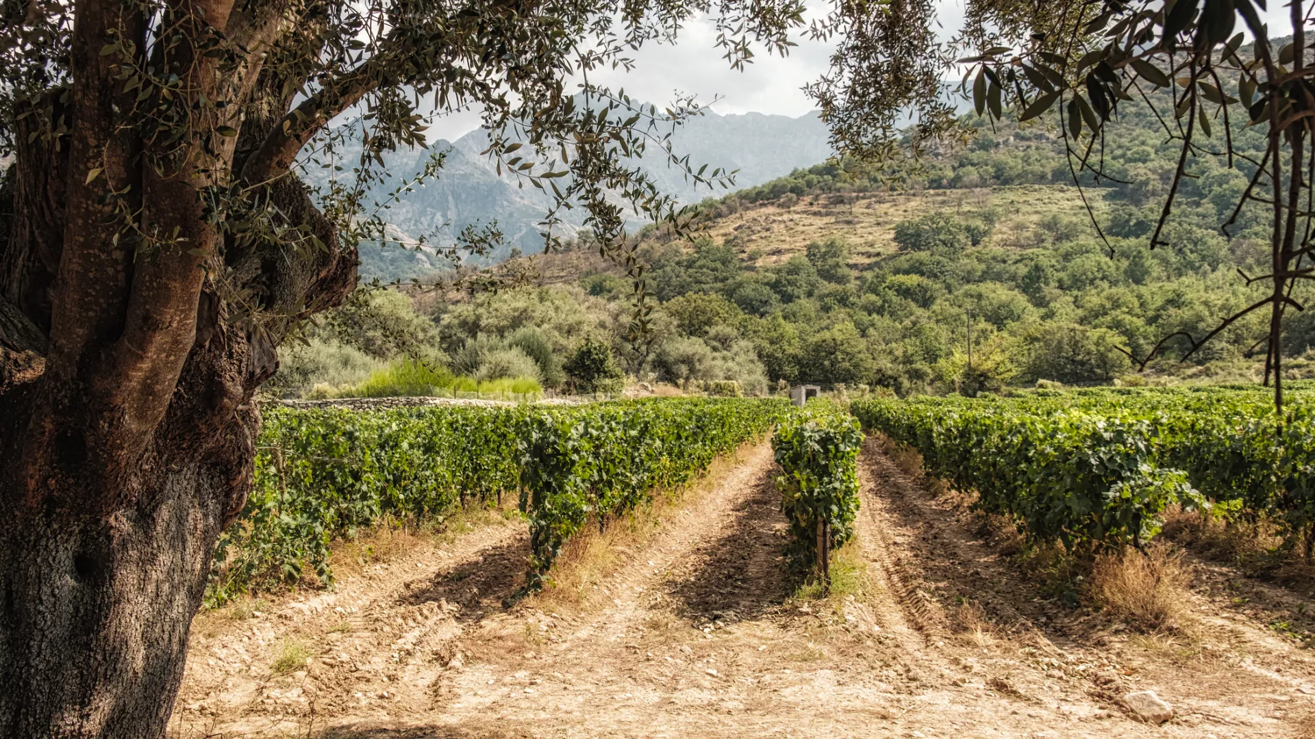 Vignoble Corse