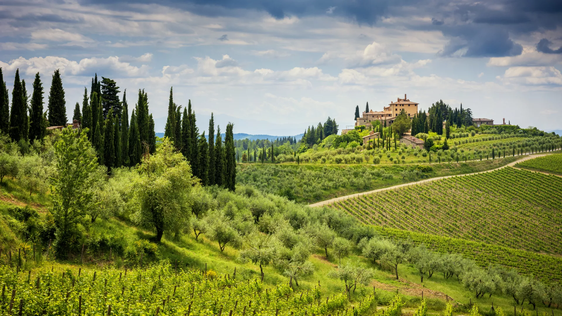 Vignoble Italien