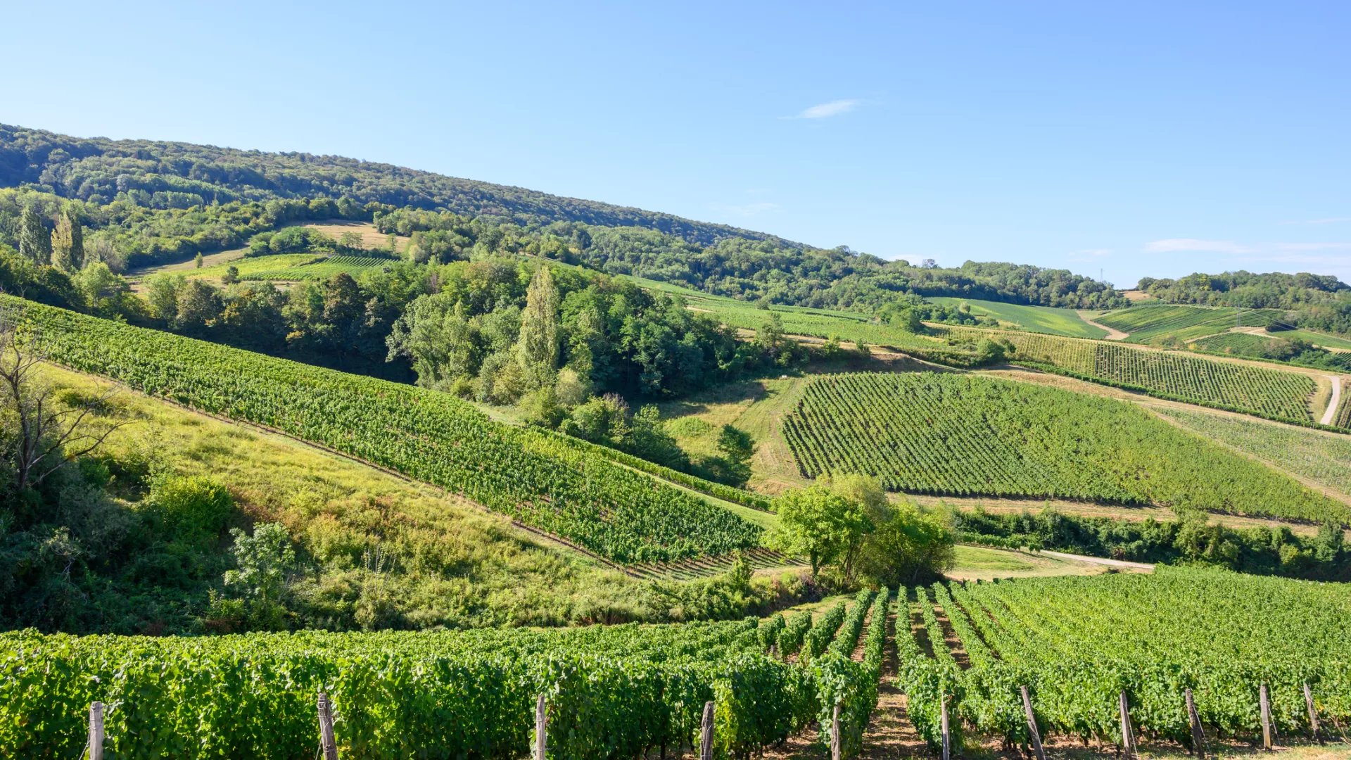 Vignoble Jura