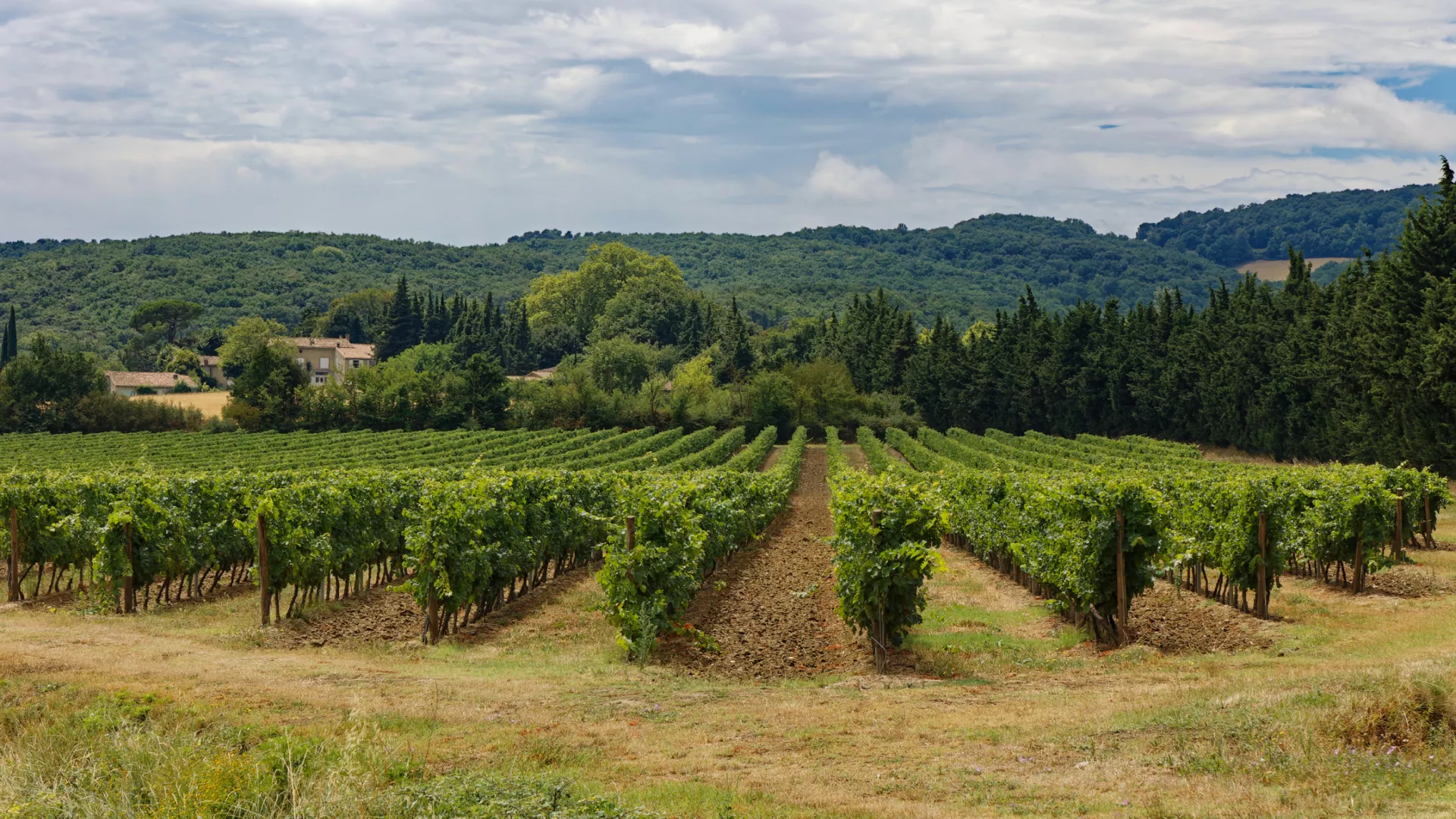 Vignoble Languedoc Roussillon