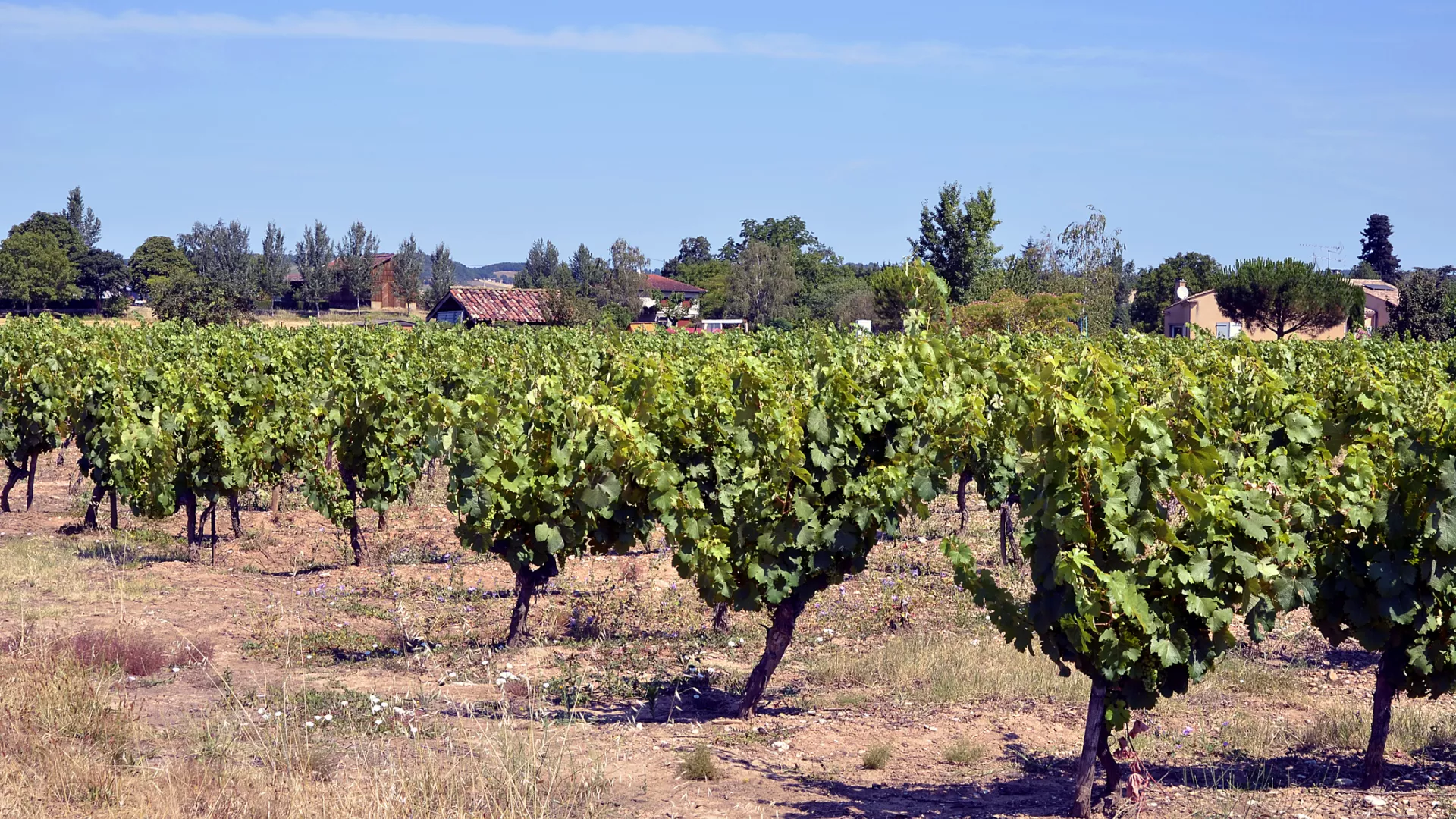 Vignoble Sud Ouest