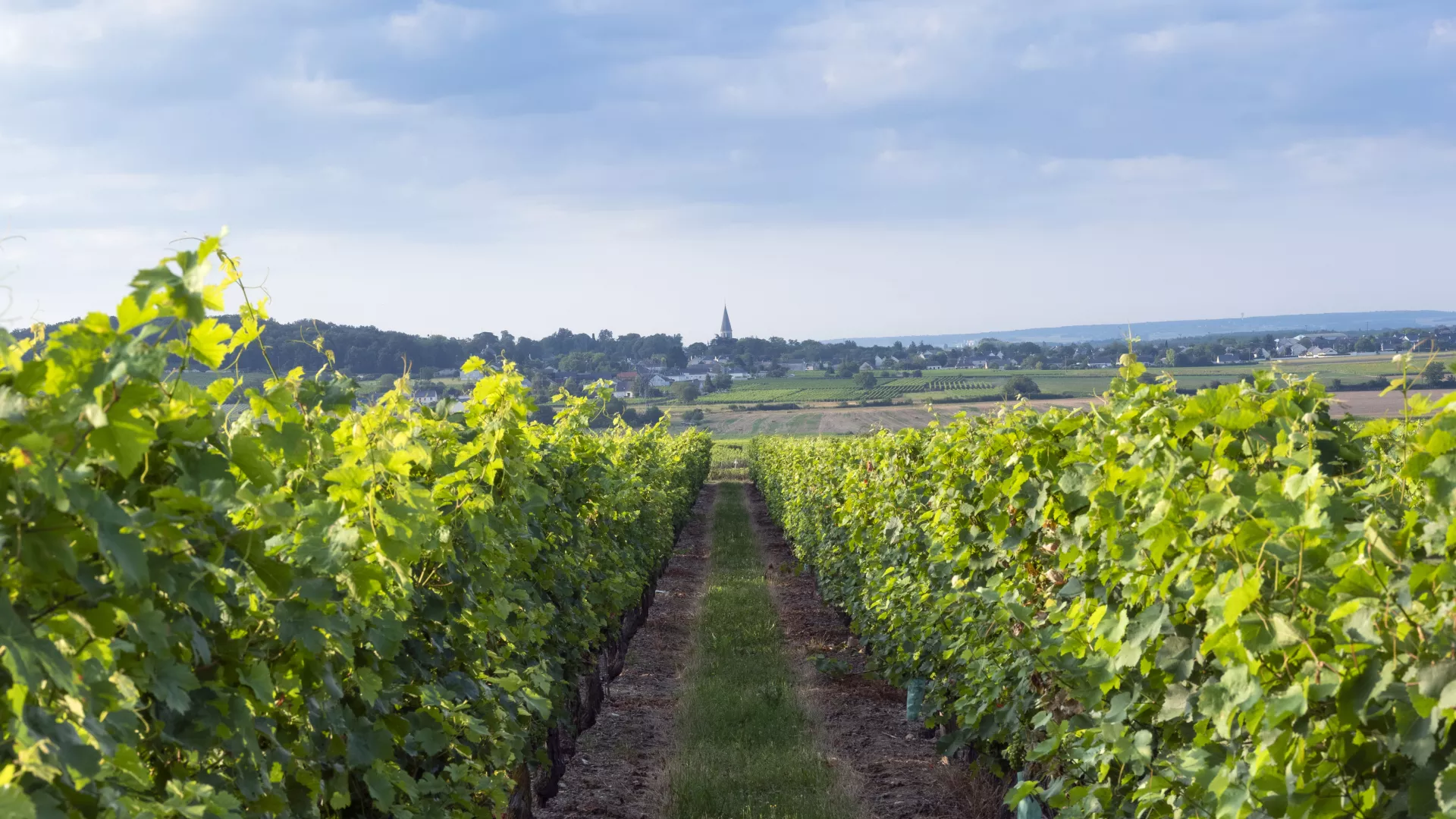 Vignoble Vallée de la Loire