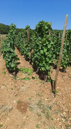 Vignes du domaine