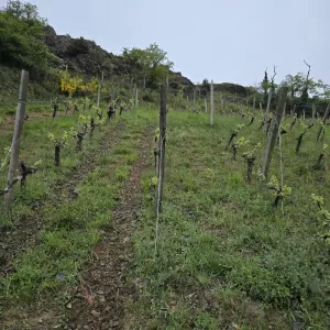 belargus