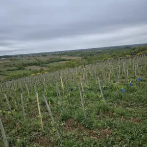 belargus