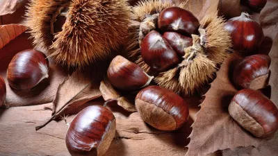 marrons