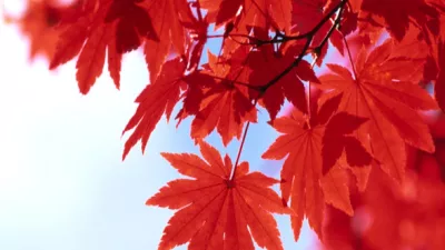 Novembre et la magie Beaunoise
