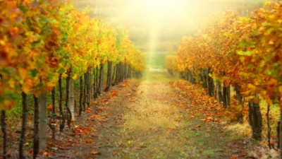 Animations de novembre