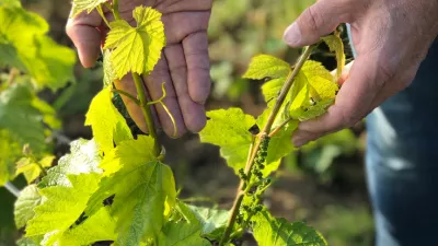 Juin, quelques news des vignes