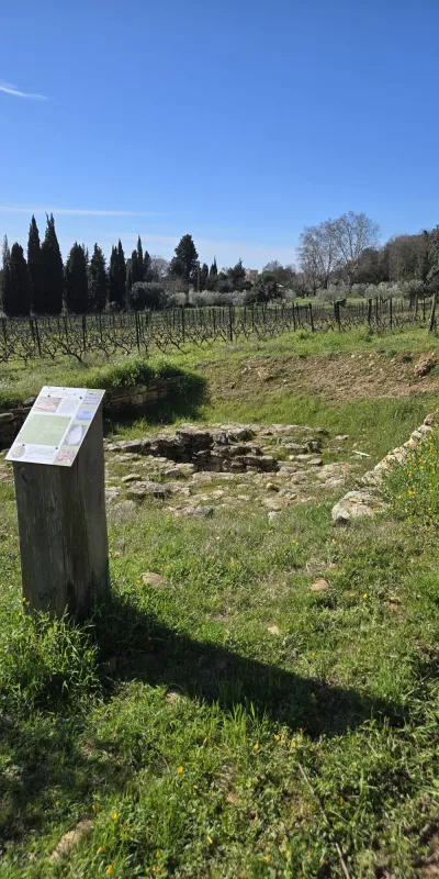 vignes