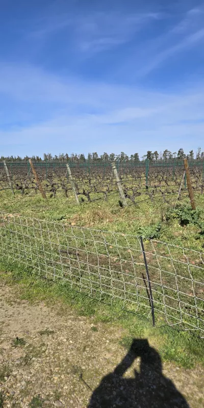 vignes