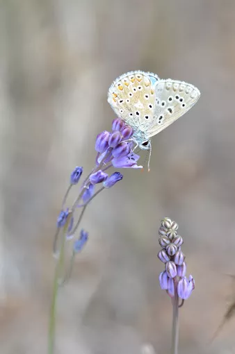 belargus