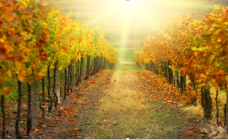 Animations de novembre