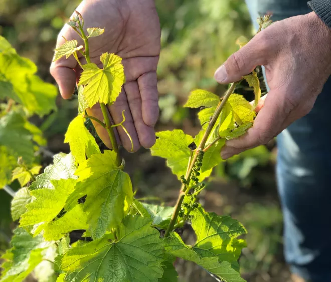 Juin, quelques news des vignes