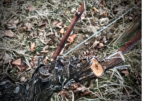 Domaine Zind Humbrecht
